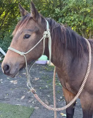 QH klisna