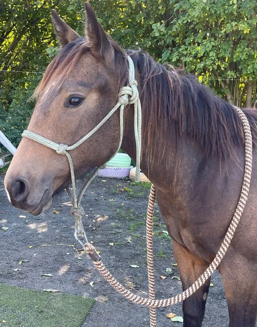QH klisna