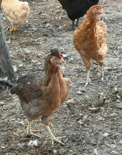Slepičky