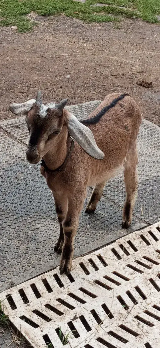 Kozlík - kůzle
