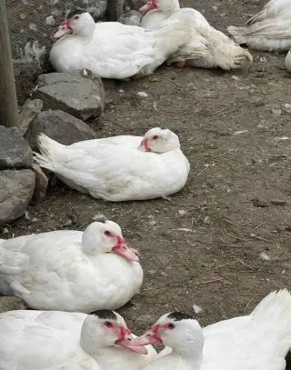 Kachny