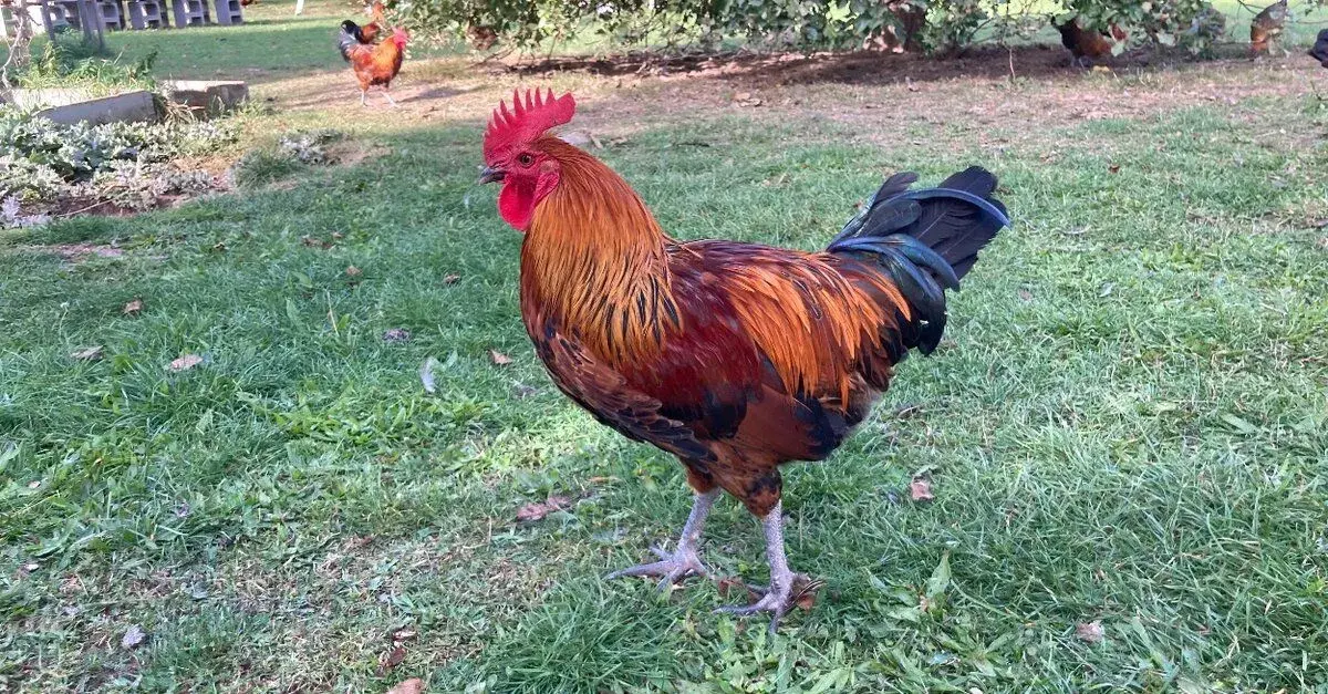 Kohouty Zlatá česká kropenka