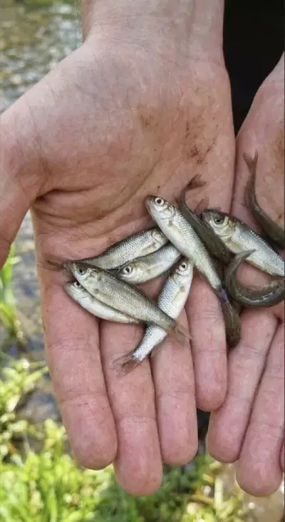 Amur roček