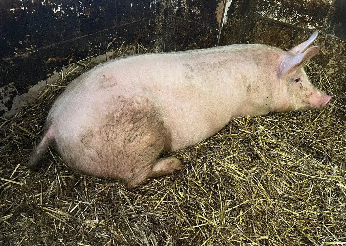 2 prasata váha cca okolo 200kg