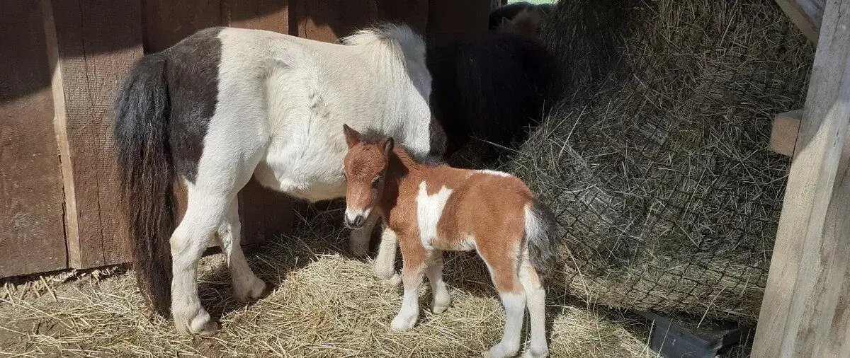 Shetland pony - hřebeček