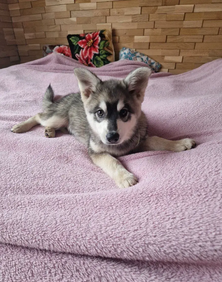 Mini husky- aljašský klee kai