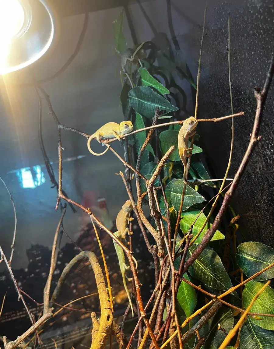 Mláďata chameleona jemenského