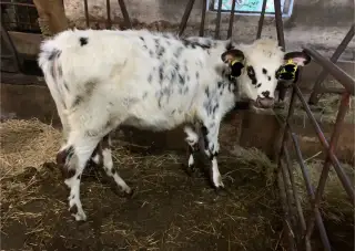 NORMANDSKÁ JALOVIČKA