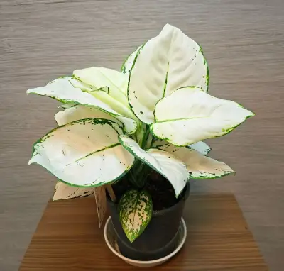 Aglaonema White Joy