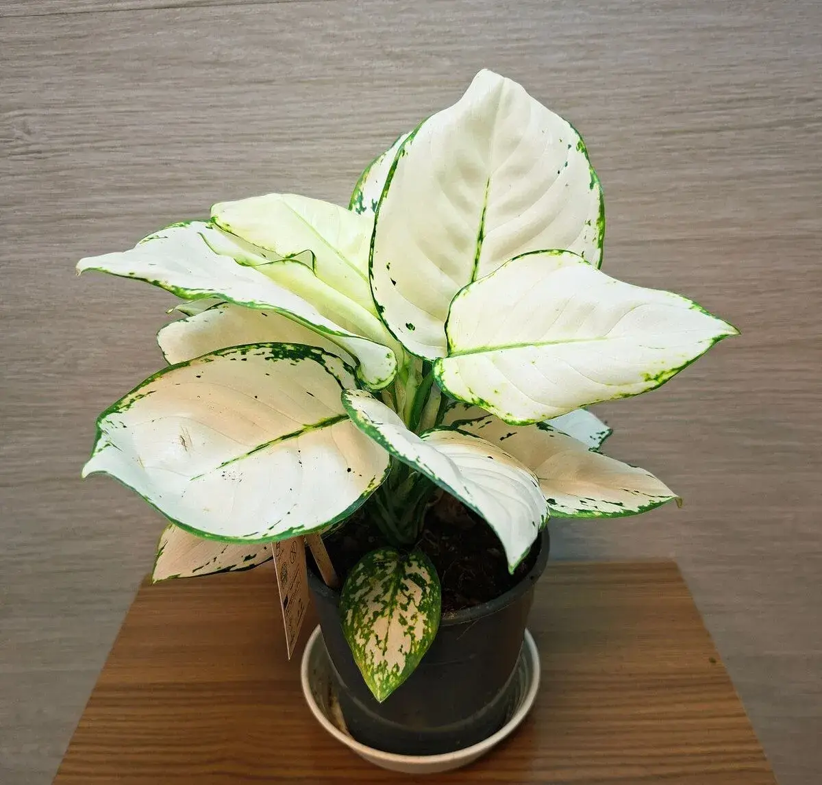 Aglaonema White Joy