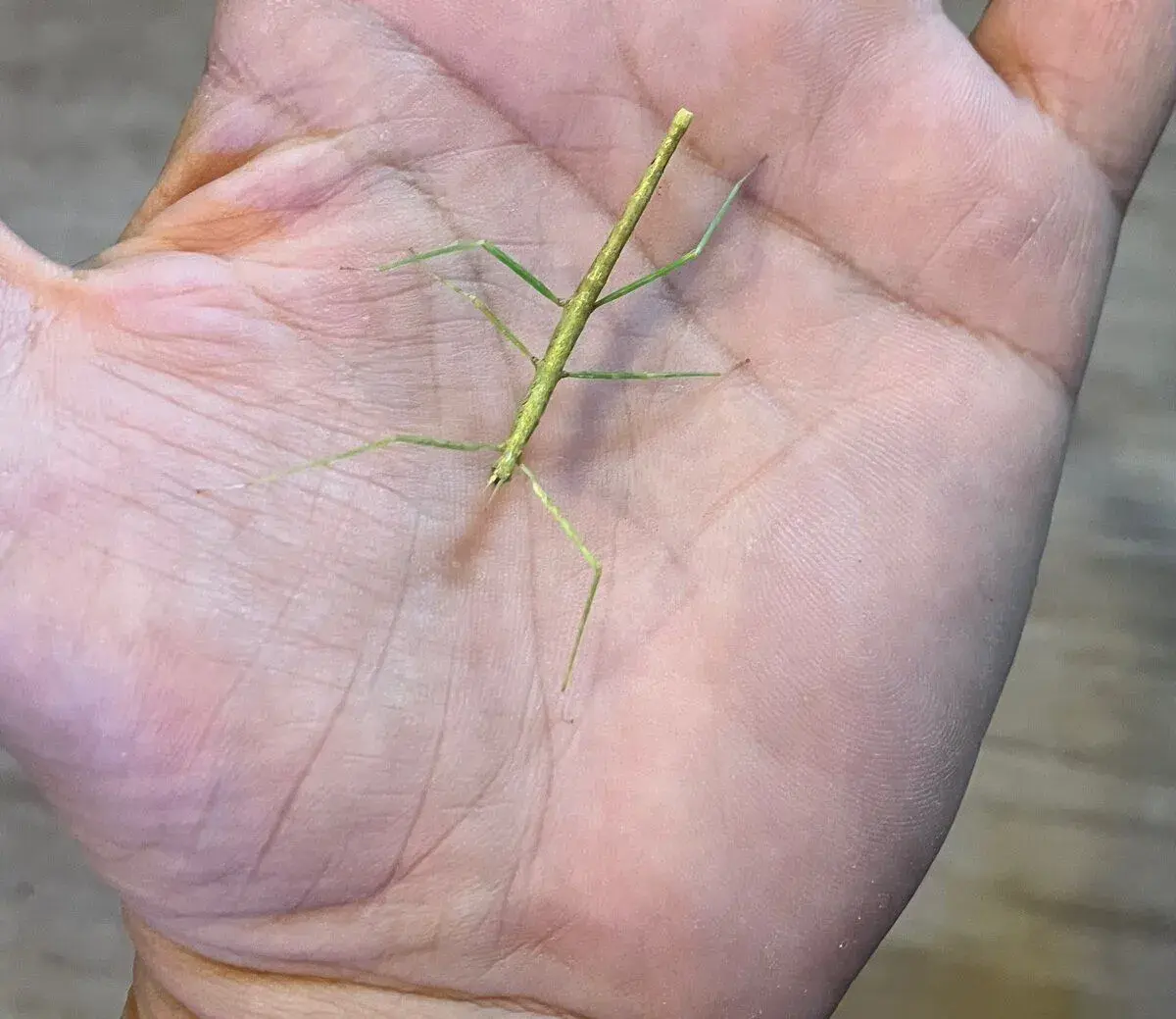 Pakobylka rohatá (Medauroidea extradentata)