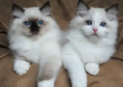Ragdoll