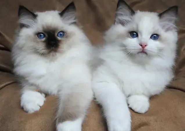 Ragdoll