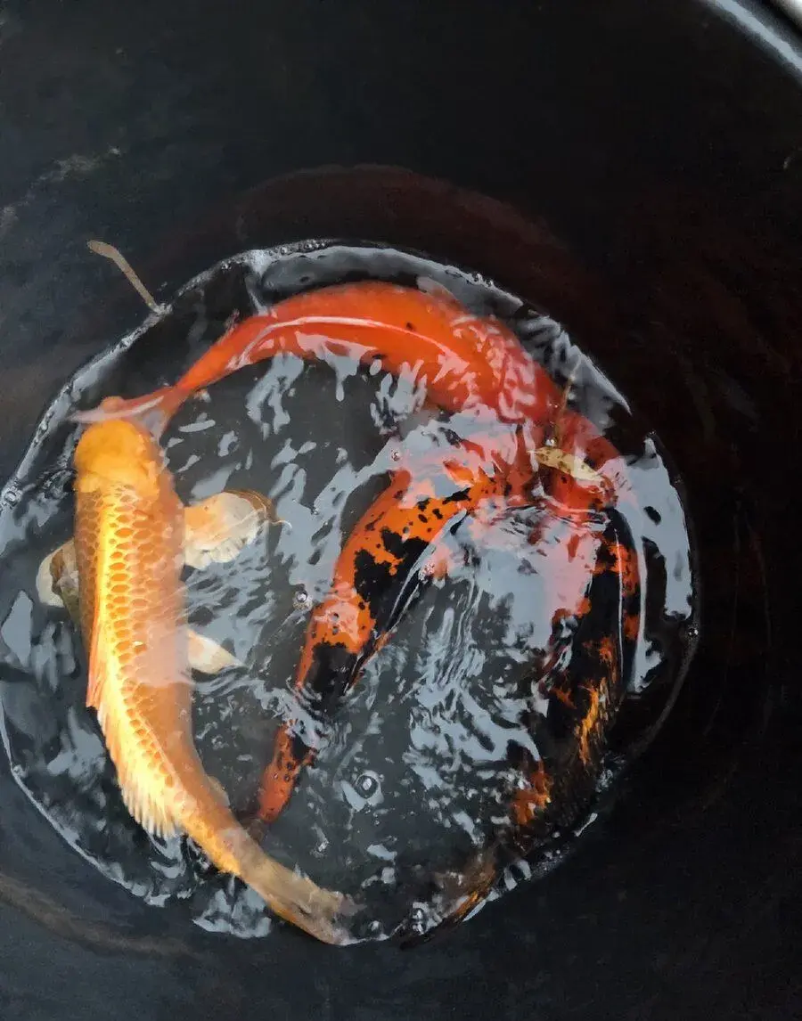 Koi kapr