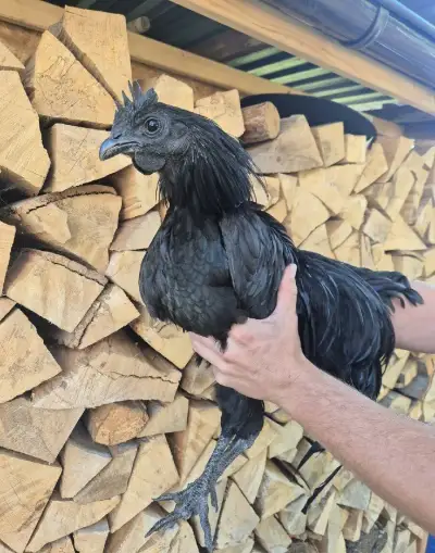 Kohout ayam cemani
