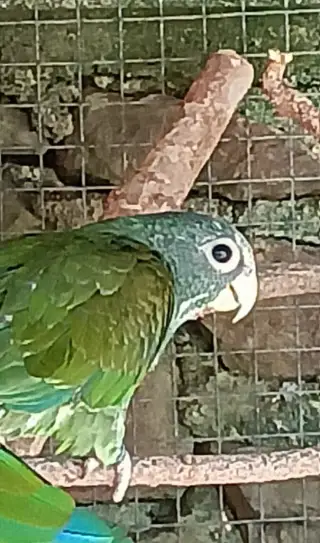 Amazonek běločelý