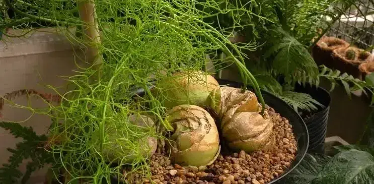 Bowiea volubilis