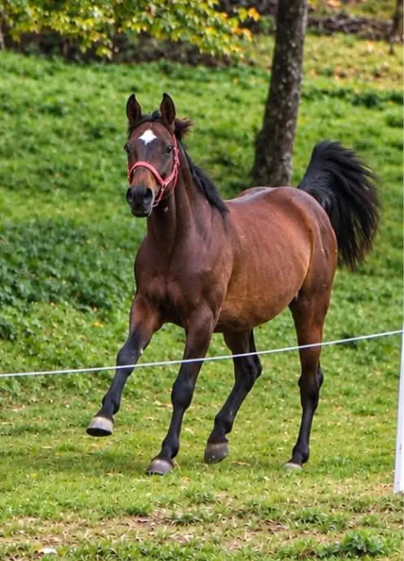 Kobylka