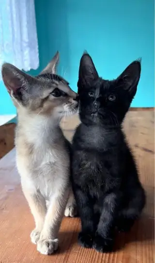 Chausie s PP