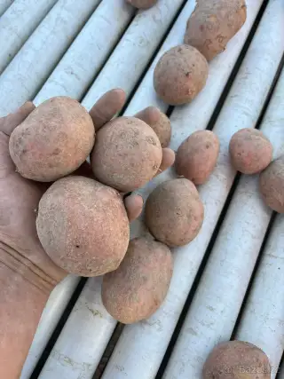 Brambory na uskladnění
