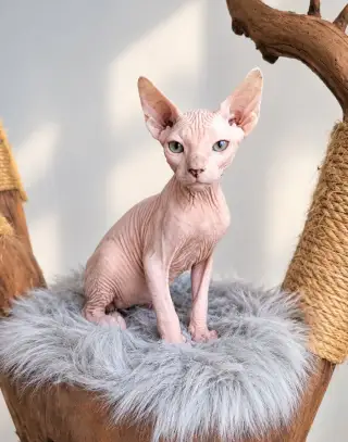 Kanadský sphynx