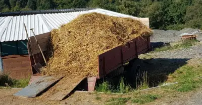 koňský hnůj zdarma Mladecko