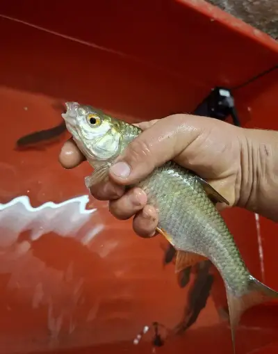 Nástražní rybičky ryby na sumce plotice 25cm+