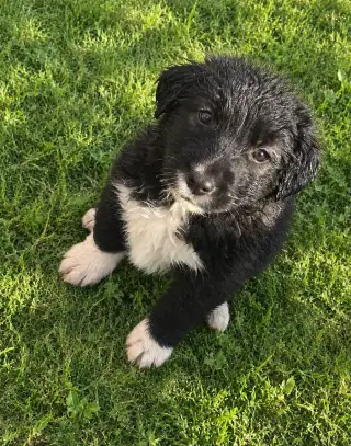 Border Collie