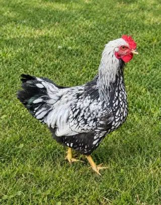 Kohoutek Wyandotka