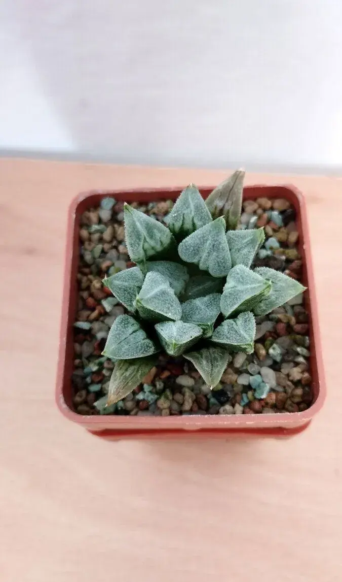 Haworthia 'Love Heart' ( sukulent )
