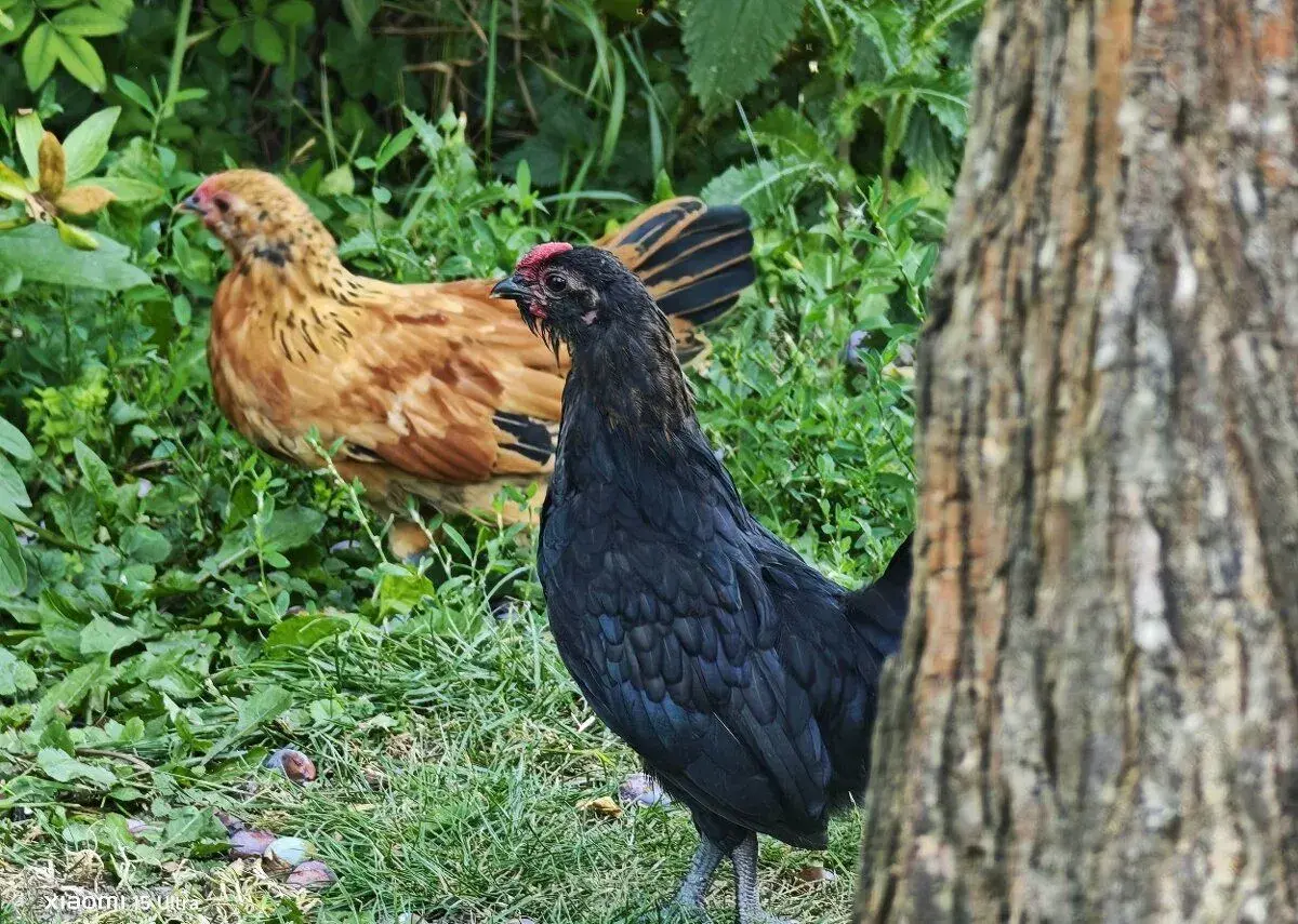 ANTVERPSKÝ VOUSÁČ