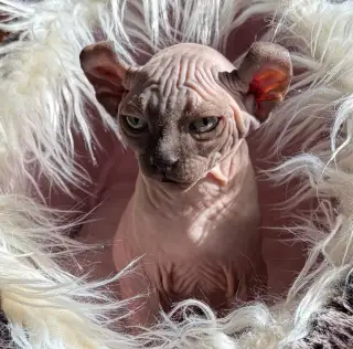 Koťata Elf - Sphynx