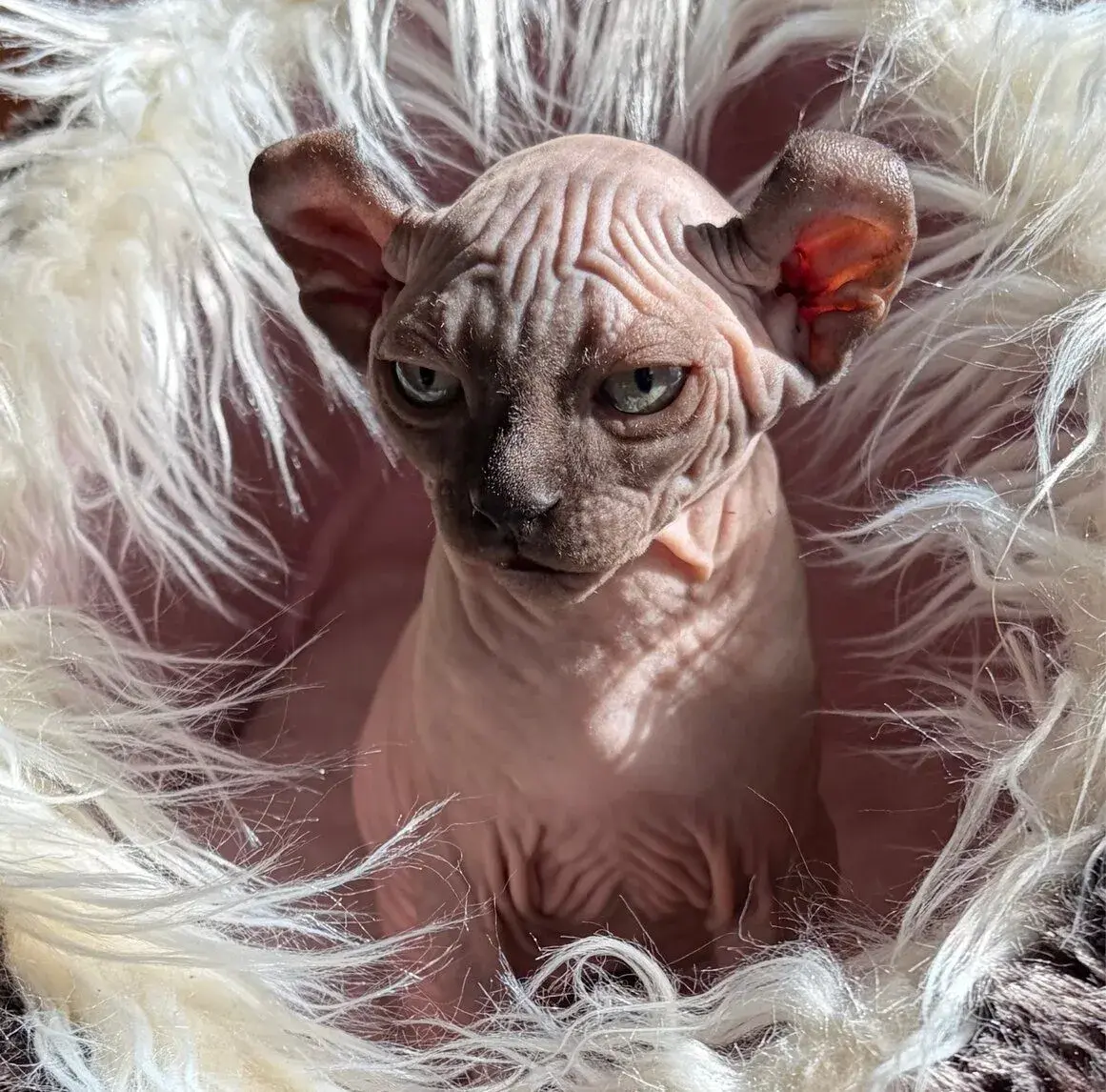 Koťata Elf - Sphynx