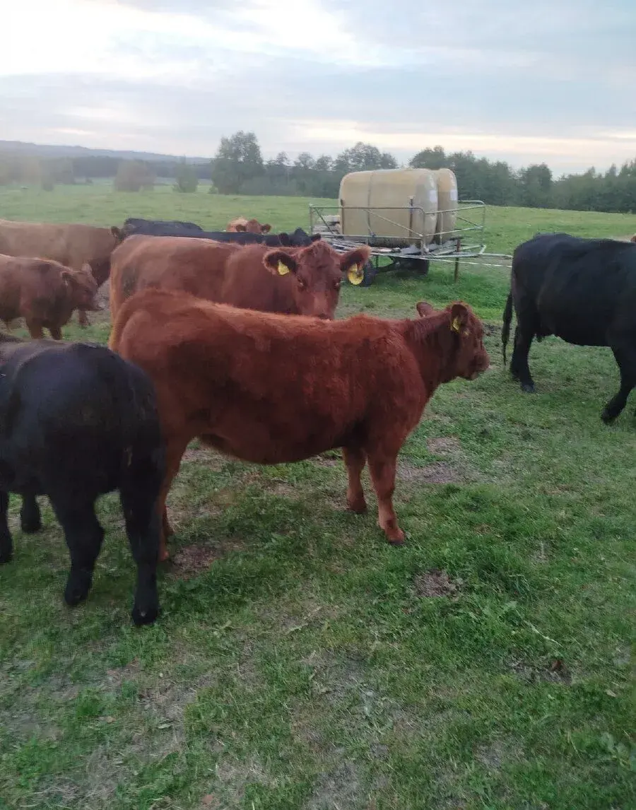 Jalovice Angus