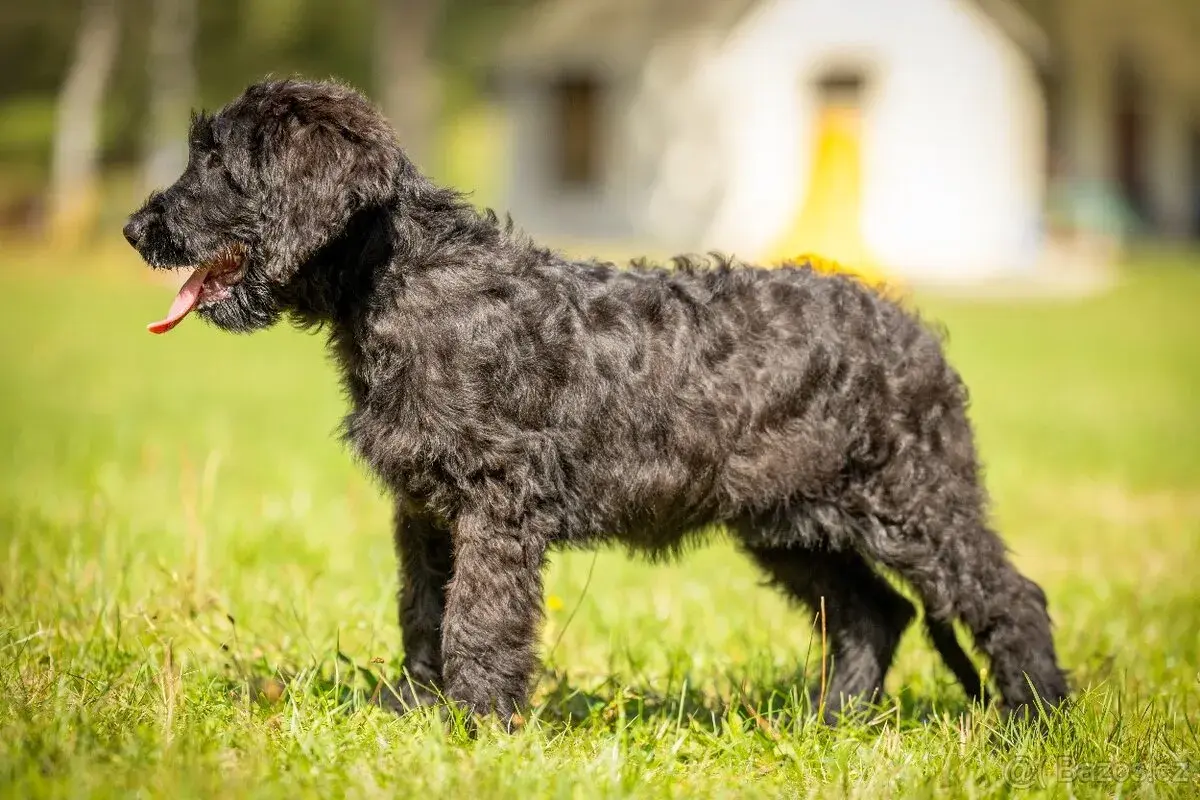 Briard s PP