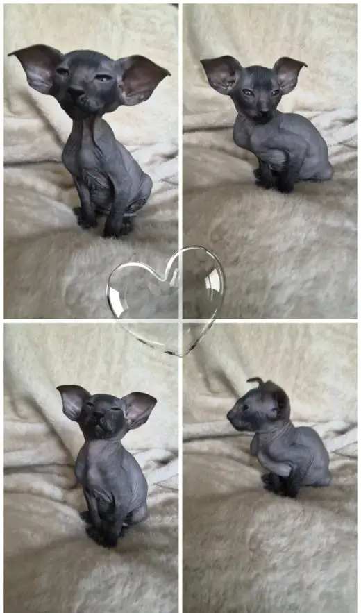 Koťátko PETERBALD Petěrburgský sphynx s PP - kocourek