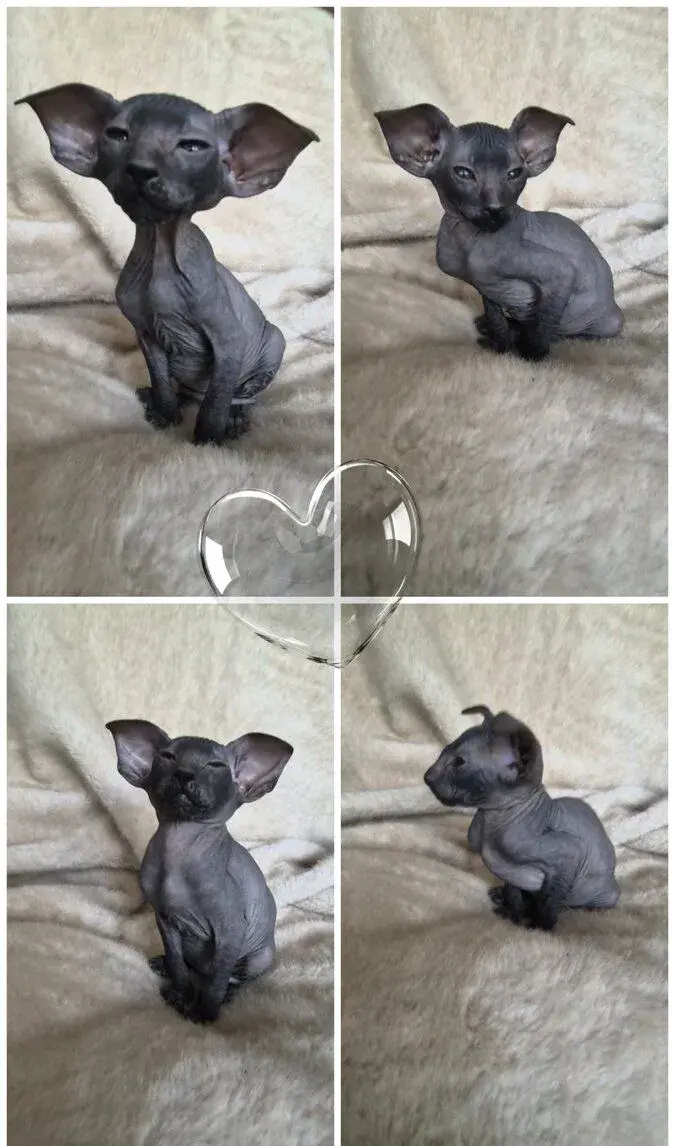 Koťátko PETERBALD Petěrburgský sphynx s PP - kocourek