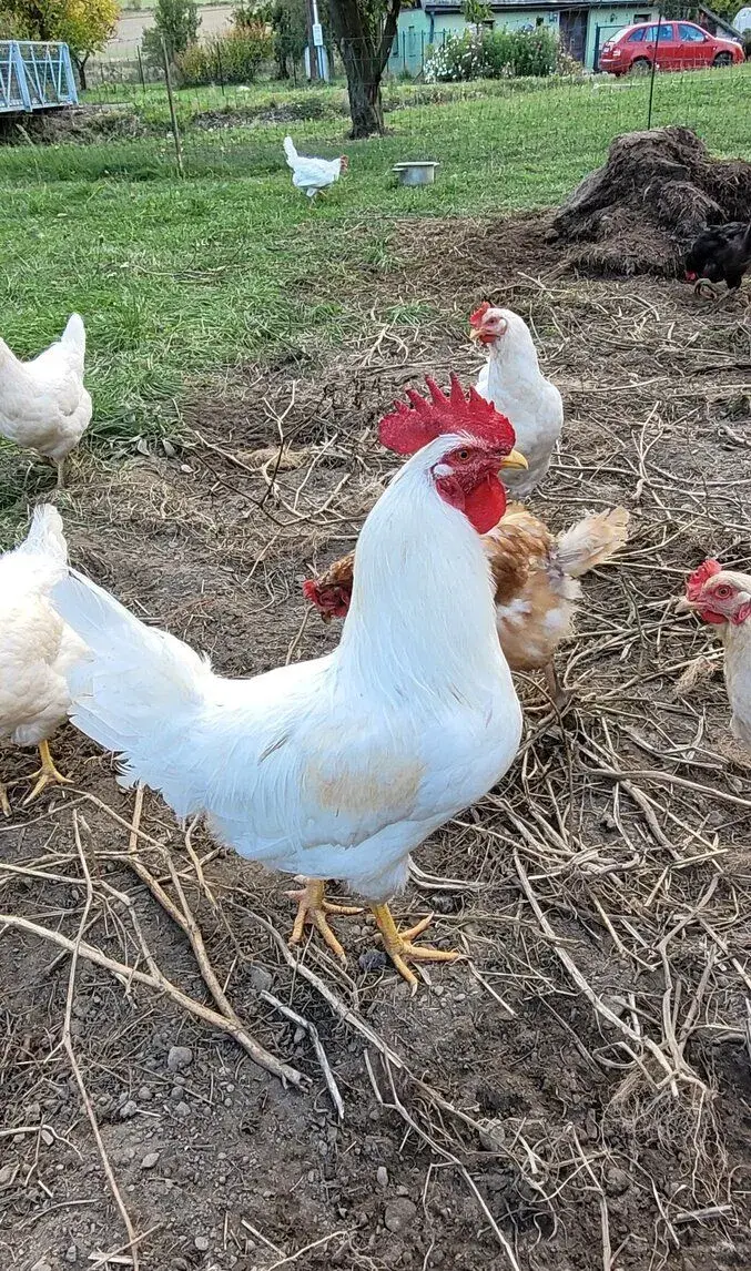 Kohouti Dominant