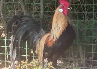 Kohoutek Fénix