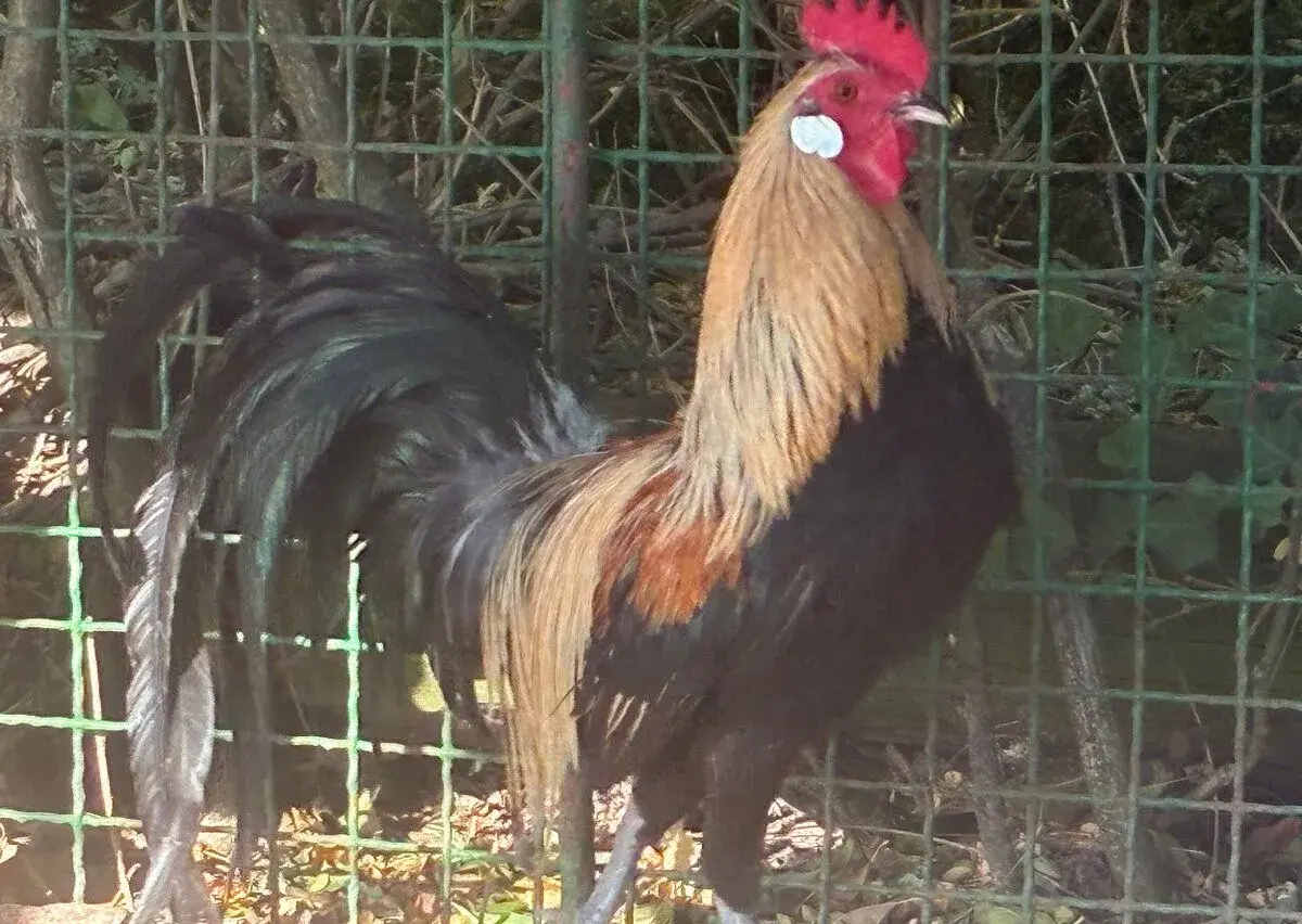 Kohoutek Fénix