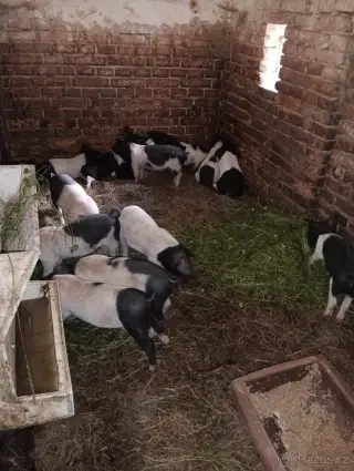 Přeštické seleta-