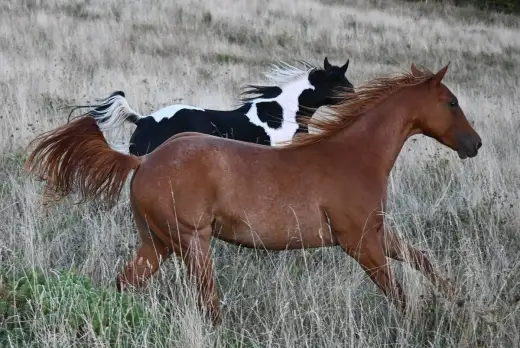 Quarter horse valášek