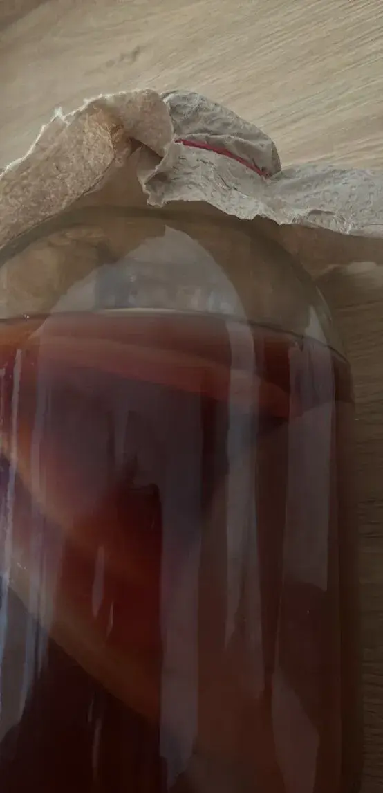 SCOBY čajová huba