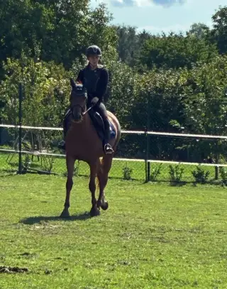 KOBYLKU ČESKÝ SPORTOVNÍ KŮN, NAR.2023