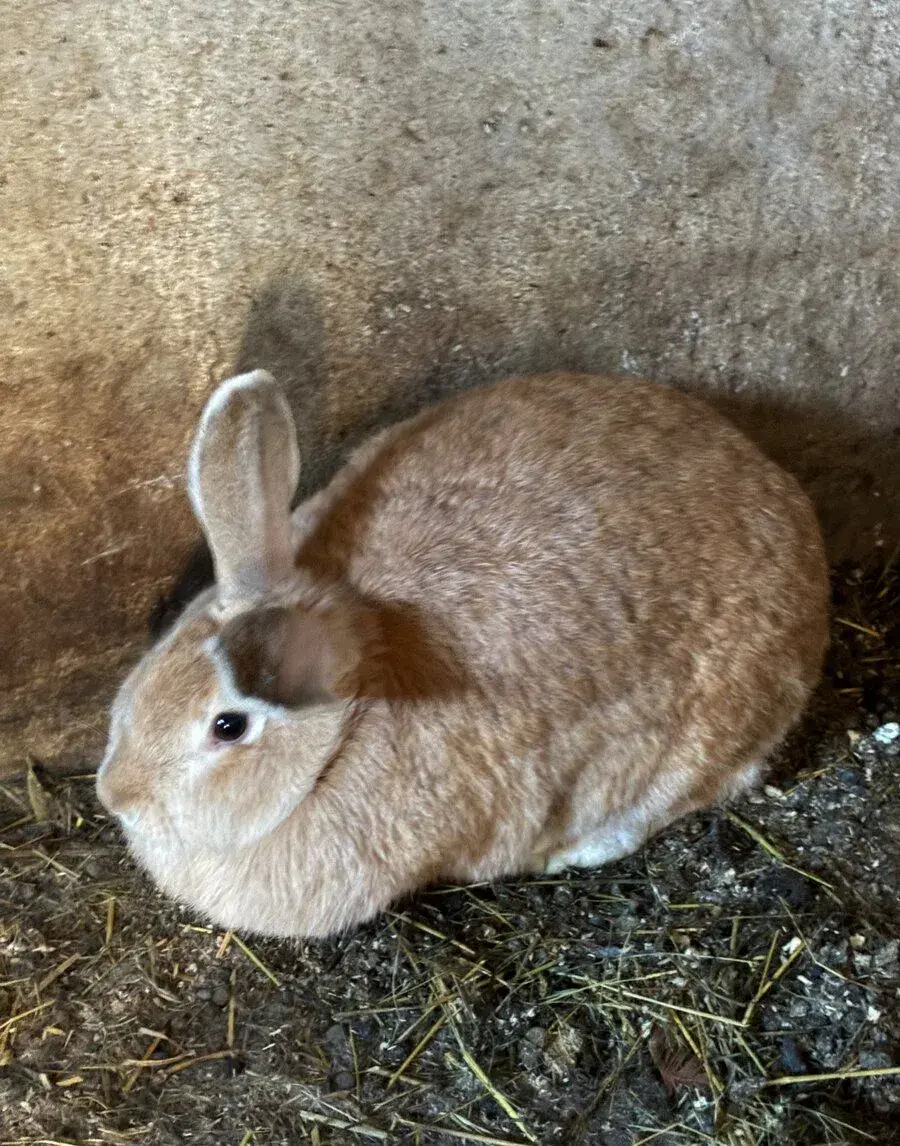 Králík