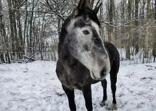 Hřebec + seno, možnost příslušenství za příznivé ceny