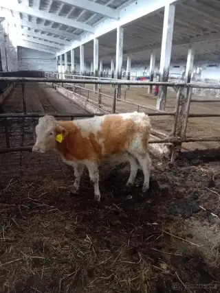 Bublinka a Jaroušek hledají nový domov