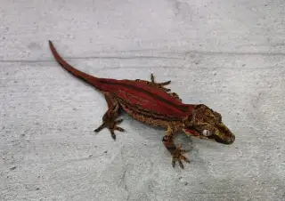 Rhacodactylus Auriculatus