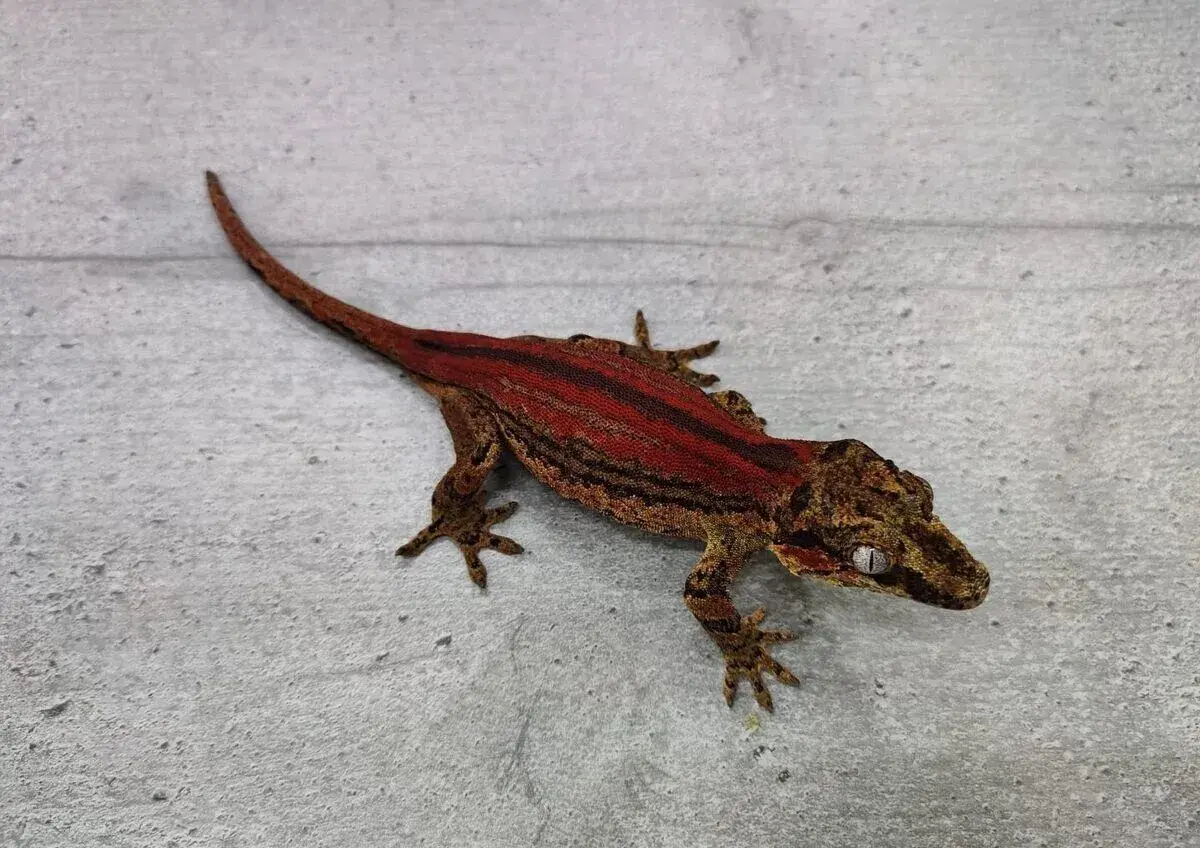 Rhacodactylus Auriculatus