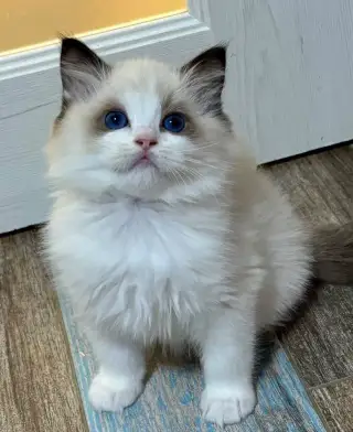 Ragdoll koťátka s PP